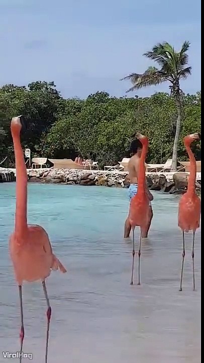 Flamingo Beach