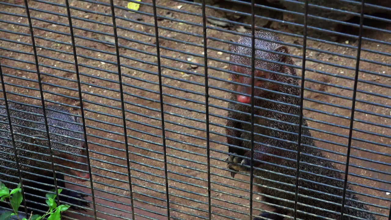 Ruddy mongoose couple is going to XXX? | Ruddy mongoose lovely couple