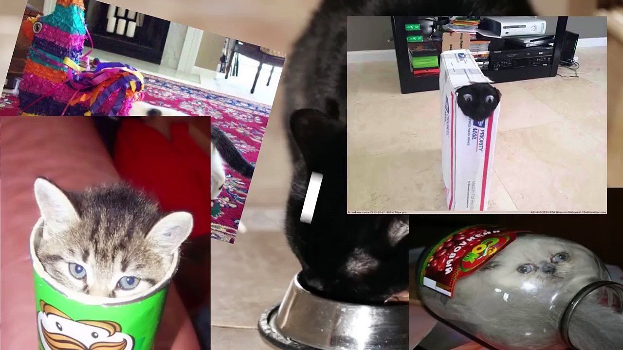 20 Silliest Spots Cats Get Stuck