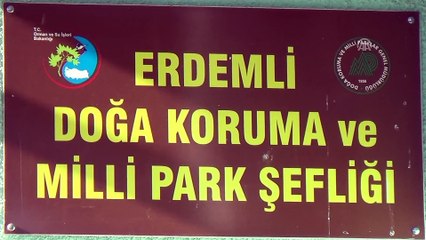 Yaralı kızıl şahin tedavi altına alındı - MERSİN