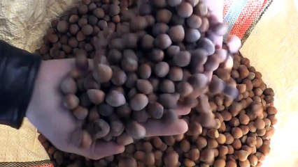 Fındıkta TSK sevinci - GİRESUN