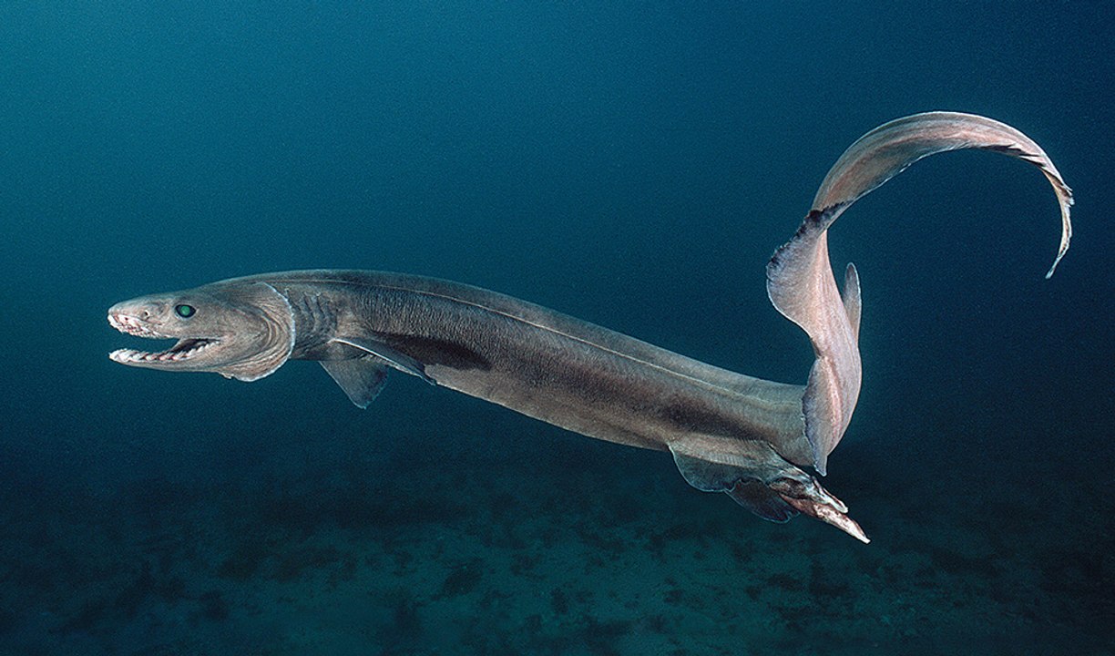Fantômes des Grands Fonds : Requins des Profondeurs - HD (2013)