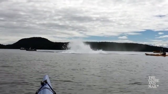Quand une baleine fait surface et saute tout pres de kayak en mer