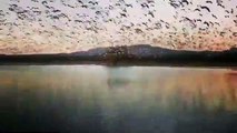 Décollage de milliers d'oies sauvages au-dessus d'un lac