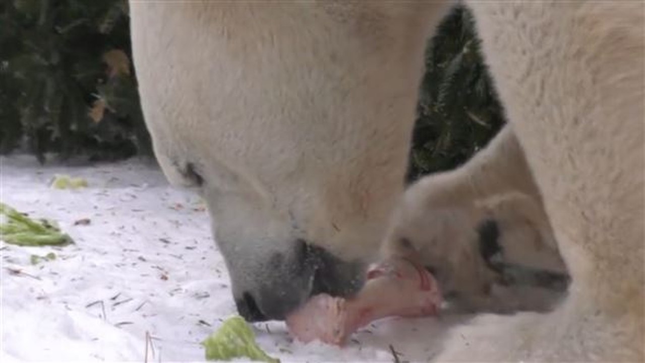 Fleißige Futtersuche: Tiere naschen Snacks aus Baum
