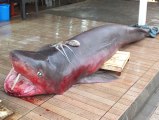 Hamsi Ağlarından 3,5 Metrelik Köpek Balığı Çıktı