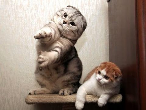 Cats Dancing to Music - Funny Cat Dance Compilation