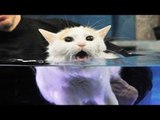 Cats in Water Compilation - Funny Cats Videos
