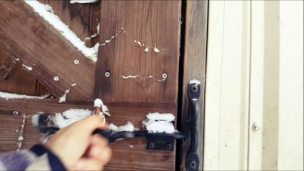 Voici comment réagissent des chevaux qui découvrent la neige pour la première fois