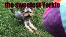 Let me introduce the sweetest yorkshire terrier | Rozalia Posada yorkie