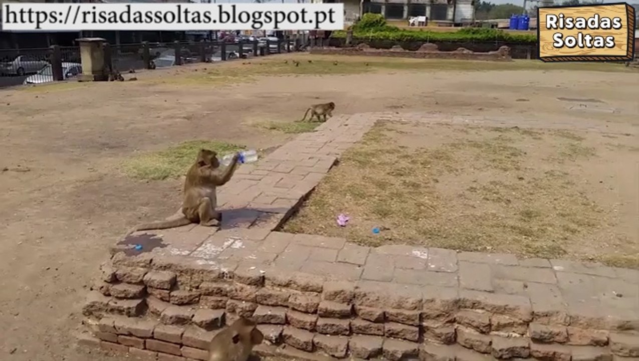 Monkey stole tourist water bottle