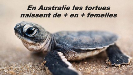En Australie les tortues naissent de + en + femelles
