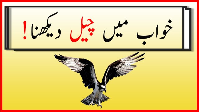 khwabon ki tabeer in urdu - khwab mein cheel dekhnay ki tabeer