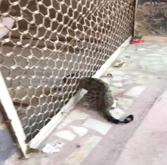 Kepenge Sıkışan Kediyi İtfaiye Kurtardı