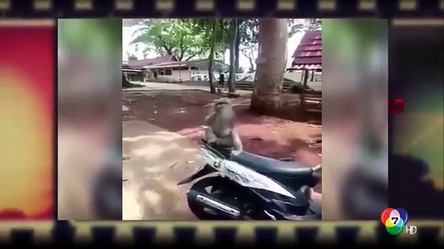 คดีเด็ด 23 กันยายน 2560 - ลิงขโมยเครื่องดื่ม