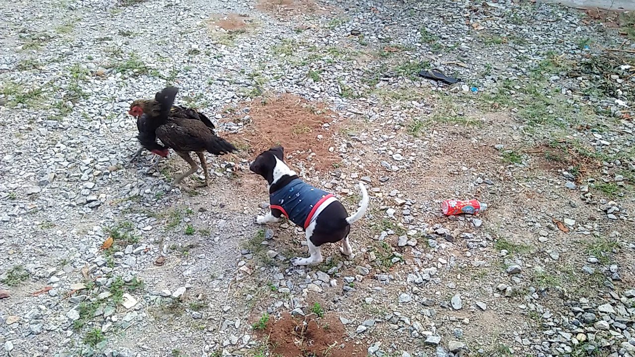 Dog Stops Chicken Fight