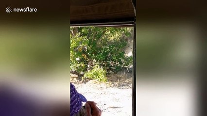 Buffalo escapes attack from pride of lions