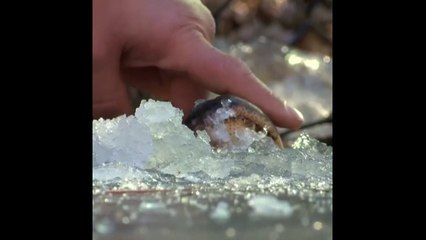 Les alligators ont leur technique pour résister à la vague de froid