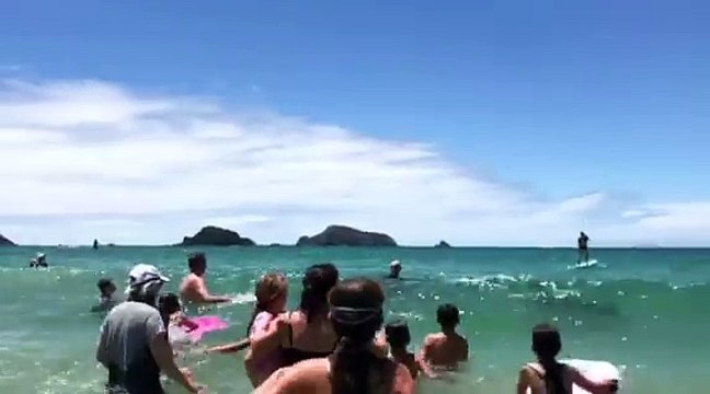 Des dauphins viennent jouer avec des baigneurs au bord de la plage en Nouvelle-Zélande