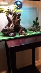 Bearded Dragon Waves Hello