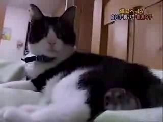 La vie de couple d'un chat et d'un hamster mdr