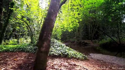 Beautiful Nature  & Relaxing Music - Echoes of the Forest (HD) -