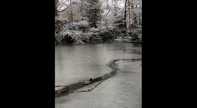 Ces canards se sont fait une route à travers la glace