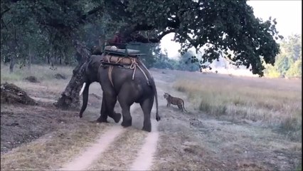 Un tigre fait face à un éléphant : incroyable et terrifiant