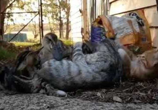 Duckling Cuddles With Kitten Friends