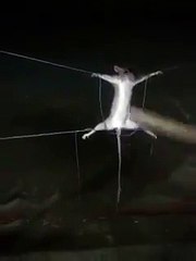 A Mouse Caught by Pakistanis in KL
