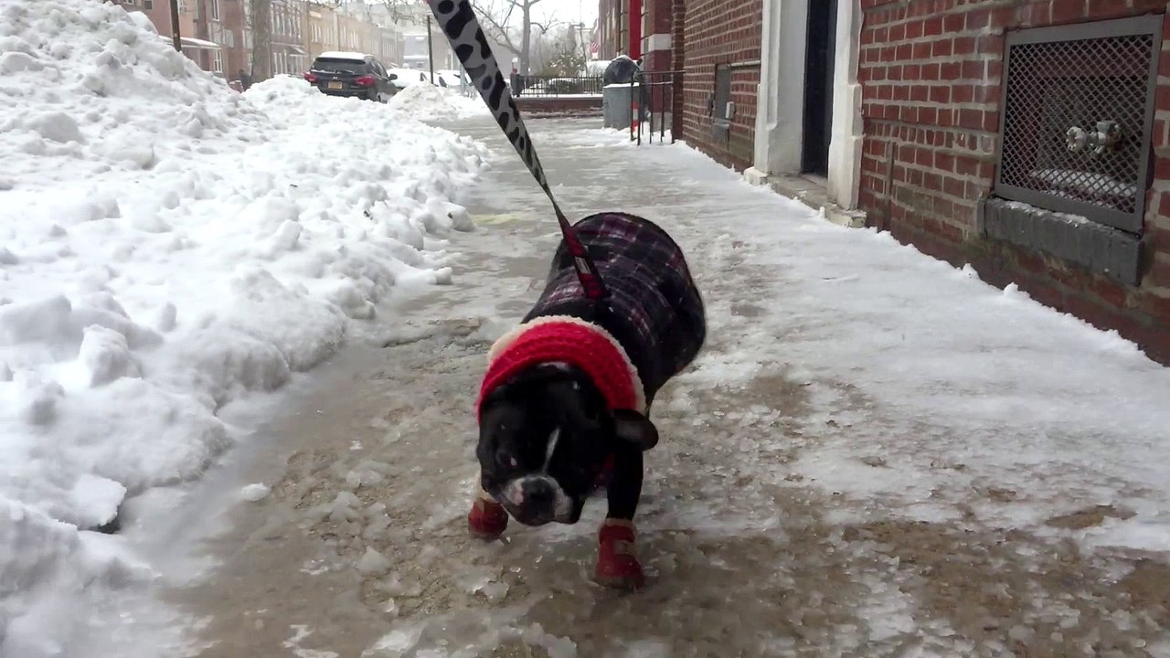 French Bulldog Hates Snow