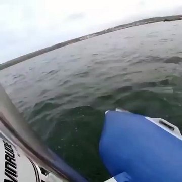 beyaz köpek balığı tekneye saldırdı