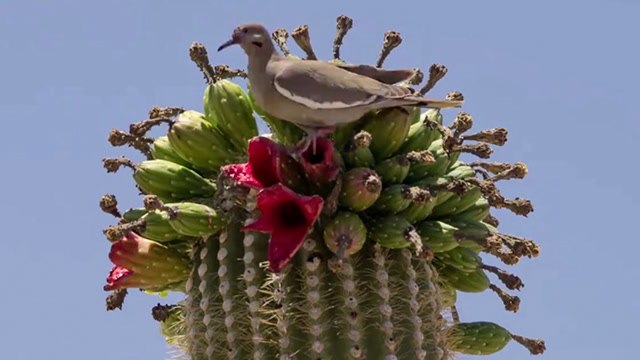 Desert Time-Lapse Documents Saguaro's Visitors
