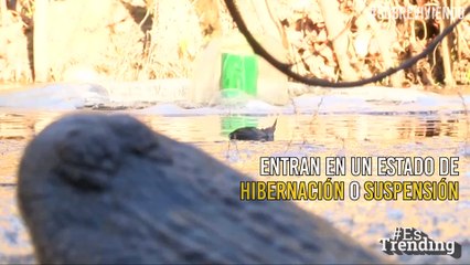 Cocodrilos hallan espectacular manera de sobrevivir al frío que azota EE. UU.