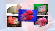 Flowerhorn fishes - Top 50 flowerhorn fishes with the best big head