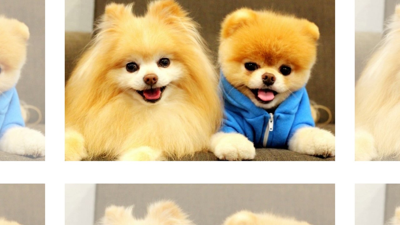 Funny dogs ! You will be like when watching them !