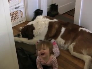 Toddler Tries Ride St. Bernard - (Dog Ain't Having It)