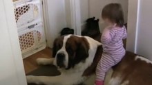 Toddler Tries Ride St. Bernard - (Dog Ain't Having It)