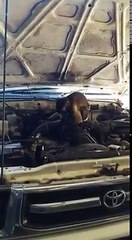 monkey turns motor mechanic amazing