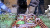 CRAZIEST REPTILE SHOW OF 2017 | COBRAS, ALLIGATORS, AND MORE