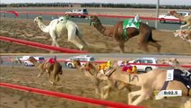 سباق الثنايا للقبائل- المرموم 10-1-2018  ص- ش8 مهلك لـ سلطان محمد بن ركاض العامري 13:00:9