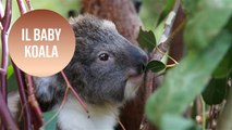 Mai visto un cucciolo di koala?