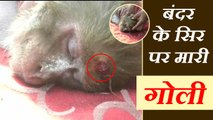 खाने की तलाश में छत पर आए बंदर के सिर पर मारी गोली, अस्पताल में भर्ती