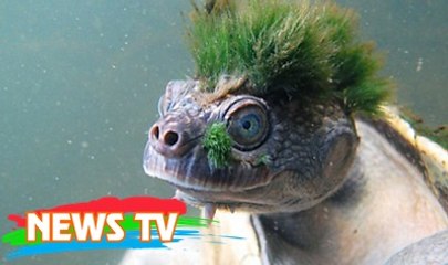 15 loài rùa lạ nhất thế giới