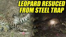 Leopard rescued from steel trap laid by hunters, Watch video | Oneindia News