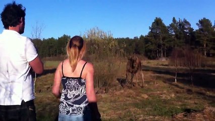 Artistlik yapan geyiğe içgüdüsel şahlanan adam