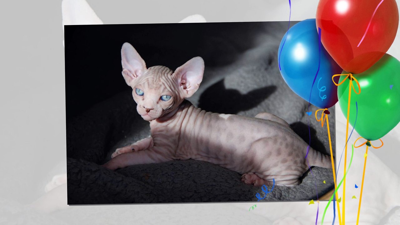 Sphynx cats ! Weird cats ! Their body have not hair !