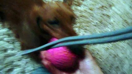 Oliver's 2017 Christmas Present is unwrapped.