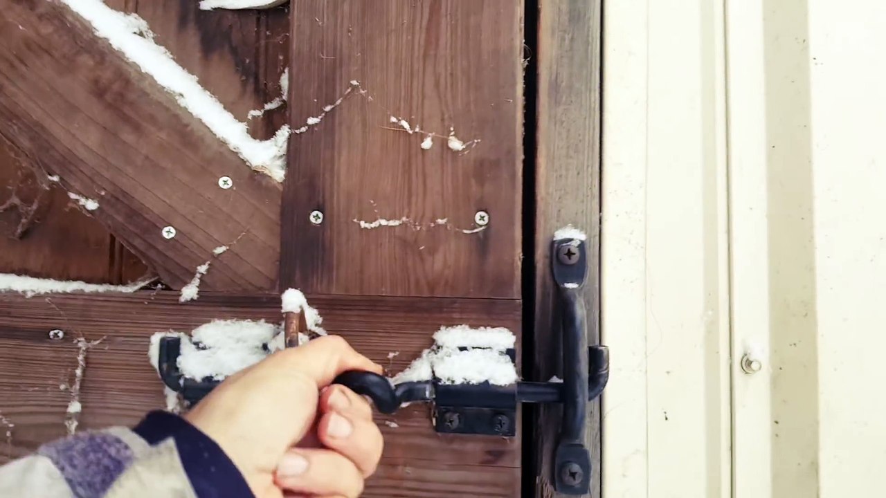 La réaction amusante de deux chevaux qui découvrent la neige