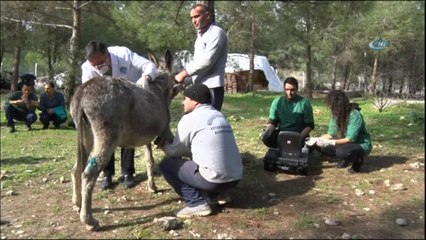 Sahibinin terk ettiği eşeğe Belediye sahip çıktı